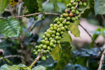 Fresh green Coffee beans ripening on a tree  in Chiangmai province ,The North of Thailand.