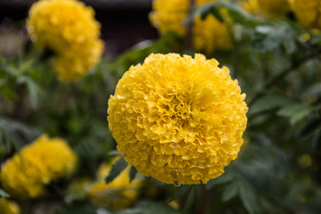 Marigolds with water droplets in the garden .(Tagetes erecta, Mexican marigold, Aztec marigold, African marigold)