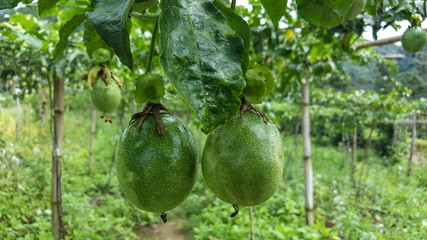 Close up of Fresh green  passion friuts in plantation in Chiangmai ,Thailand.