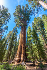 General Sherman Tree - the largest tree on Earth, Giant Sequoia Trees in Sequoia National Park, California, USA