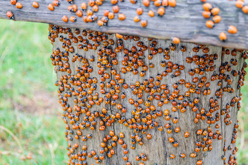 Lots of lady bugs on a wooden bench