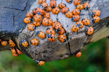 Lots of lady bugs on a wooden bench