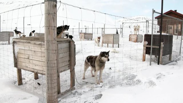 Base of sled dog team malamute husky Eskimo on North Pole in Arctic. Way from Longyearbyen airport Longyear to Pyramid on Spitsbergen on background of mountains of Svalbard in Norway.