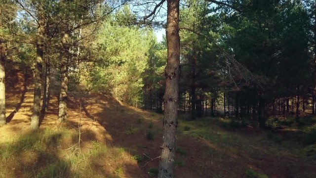  Camera flying in woods near tree