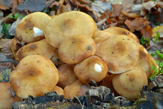 armillaria gallica mushroom