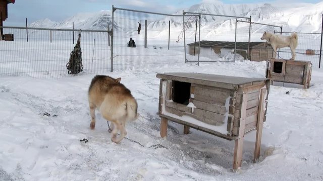 Base of sled dog team malamute husky Eskimo on North Pole in Arctic. Way from Longyearbyen airport Longyear to Pyramid on Spitsbergen on background of mountains of Svalbard in Norway.