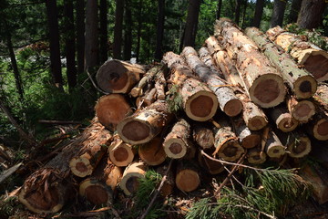 切り出された杉の丸太