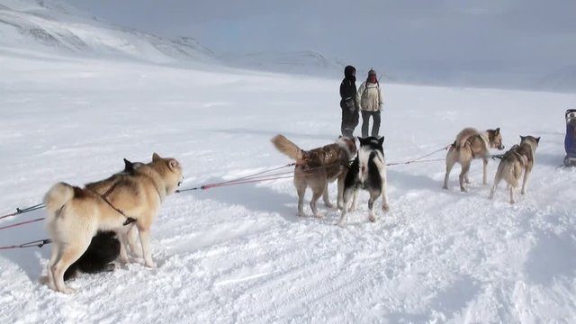 People expedition on dog sled team husky Eskimo road of North Pole in Arctic. Way from airport Longyear to Pyramid Spitsbergen on background of glacier mountains Svalbard in Norway.