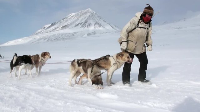 Man riding dog sled team husky Eskimo white snowy road of North Pole in Arctic. Way from airport Longyear to Pyramid on Spitsbergen on background of glacier mountains of Svalbard in Norway.