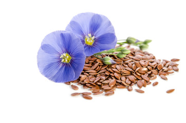 Beautiful flowers of flax with seeds isolated  on white backgroumd