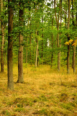 Jesienny las polana i drzewa.