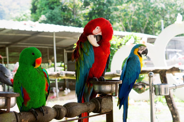 Three Macaw parrots sitting