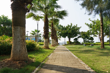 Road among palm trees