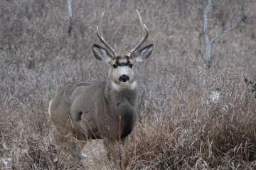 Mule Deer Buck