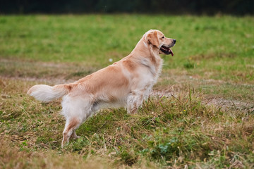 Purebred Golden Retriever Standing