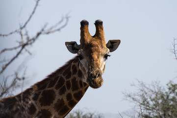 Fototapeta premium giraffe