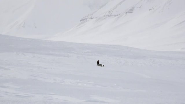 Man riding dog sled team on white snowy road of North Pole in Arctic. Way from airport Longyear to Pyramid on Spitsbergen on background of glacier mountains of Svalbard in Norway.