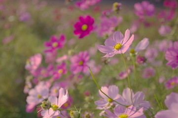 Obraz premium 満開のコスモス畑