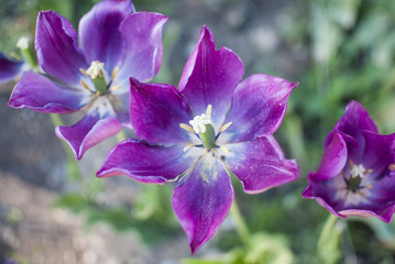 purple tulips blossom