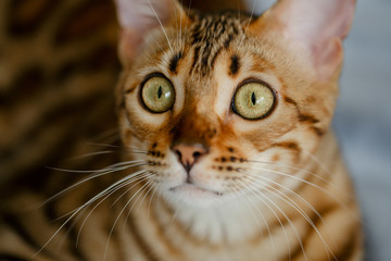 cat bengal