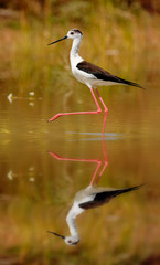 Stilt in a Spanish pond