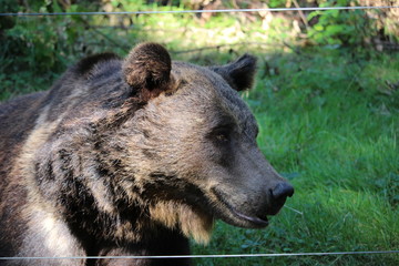 Bär