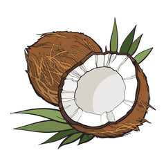 Whole and cracked coconut, vector illustration isolated on white background. Drawing of coconut on white background, delicious healthy vegan snack