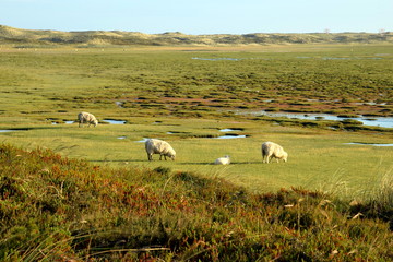 Sylt