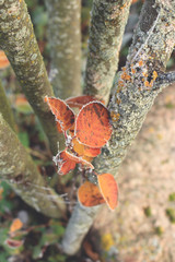 Hoar frost on leaves of amelanchier tree