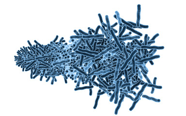 3d rendered Bacteria cells in white background