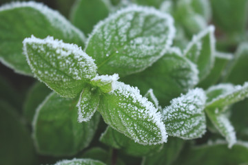 Green peppermint leaves covered with first hoar frost
