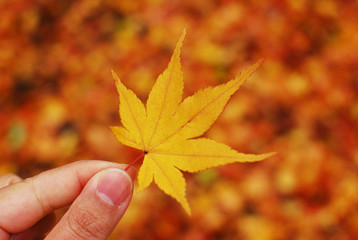 落ち葉をひろう