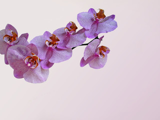 Orchidea pupura  - obrazy, fototapety, plakaty