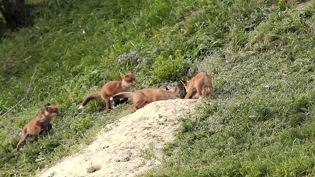 european wild fox cubs playing near the den ( Vulpes )