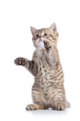 funny playful cat is standing