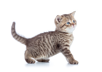 Beautiful cat isolated on white background