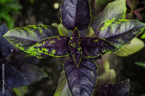 Red Basil Plant In The Garden Shallow Depth Of Field