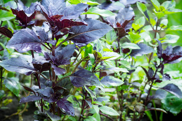 Red basil plant in the garden. Shallow depth of field.