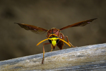 Image of potter wasp (Delta sp, Eumeninae) on dry timber. Insect Animal