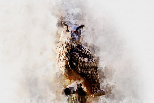beautiful painting art watercolor owl