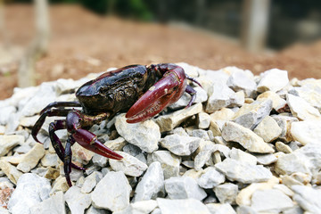 Crab on the stone
