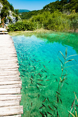 Fish in the national park Plitvice, Croatia
