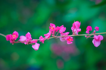 small pink flower on green bokeh background