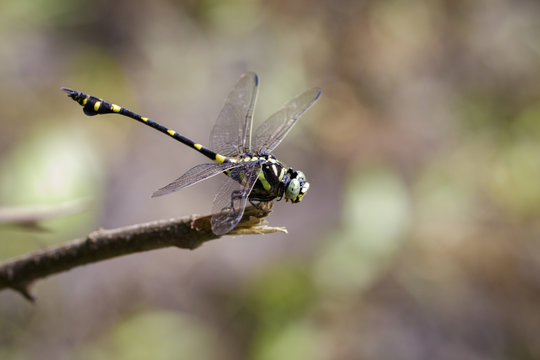 Image of a Dragonfly (Ictinogomphus Decoratus) on nature background. Insect Animal