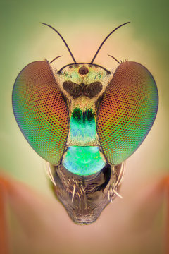 Extreme magnification - Long legged fly