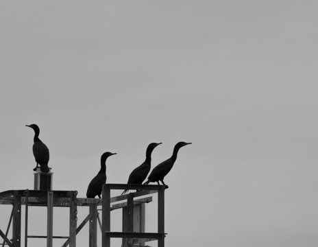 A Flock Of Wild Bird Cannot Decide Which Way To Turn