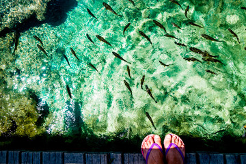 Fish in the Plitvice Lakes in Croatia