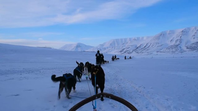 sled dogs pulling a sledge in mountains in snow storm. Svalbard, Norway