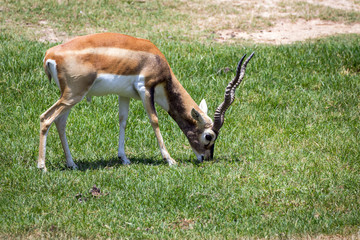 Image of impala male (Aepyceros melampus) on nature background. Wild Animals.