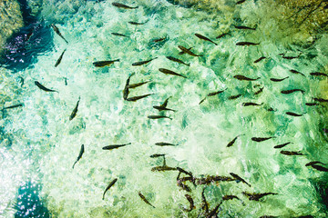 Fish in the national park Plitvice, Croatia